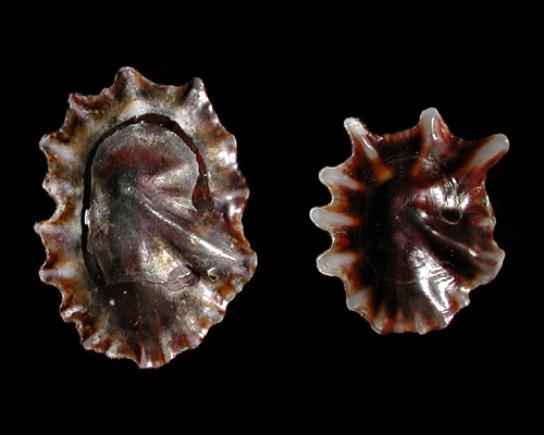 Siphonaria sp. #1: shell interior