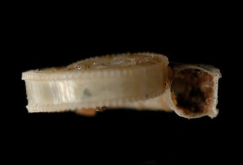 Spirolaxis rotulacatharinea: shell side