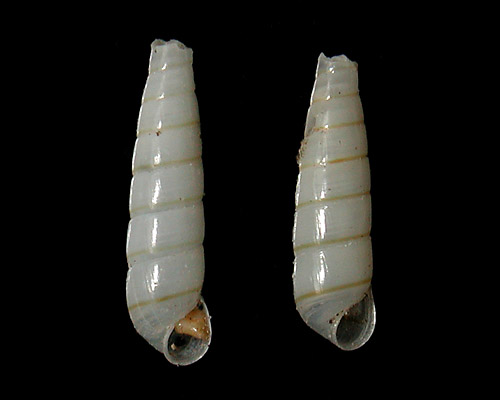Syrnola cf. subcinctella: mature shell