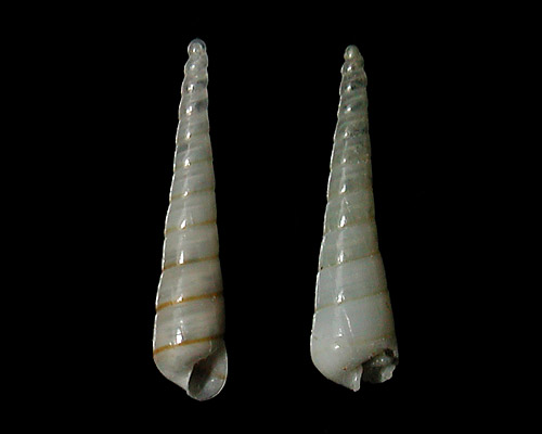 Syrnola cf. subcinctella: juvenile shell