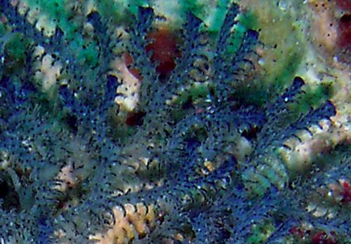 Tambja morosa: bryozoan close-up