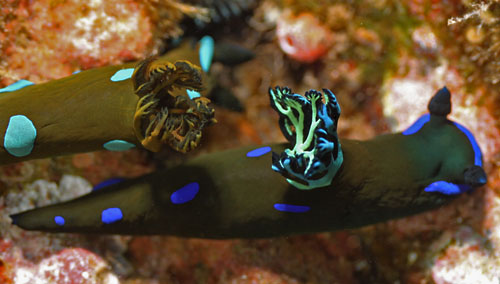 Tambja morosa: blue-green gills, interior