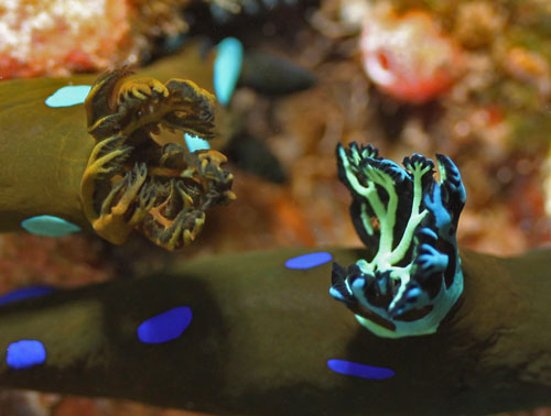 Tambja morosa: blue-green gills, detail