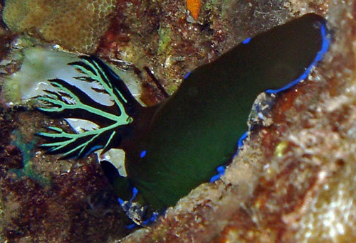 Tambja morosa: blue-green gills, flared