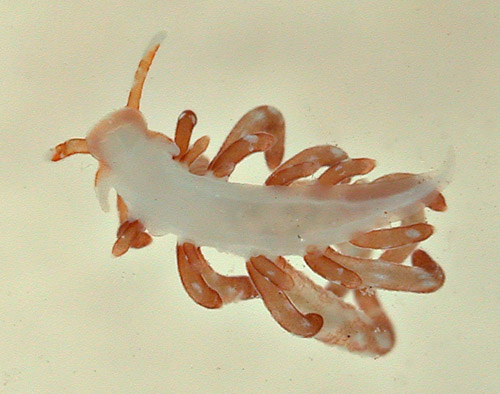 Tenellia acinosa: underside