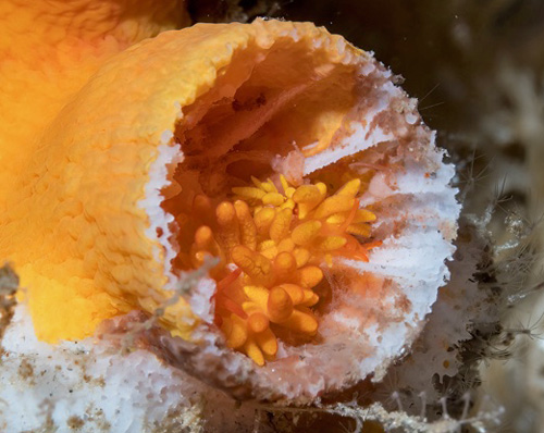 Tenellia melanobrachia: feeding on interior of polyp