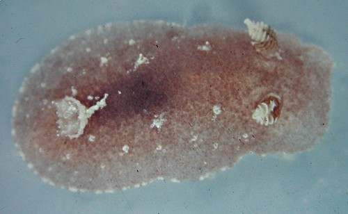 Thordisa albomacula: young, about 3 mm