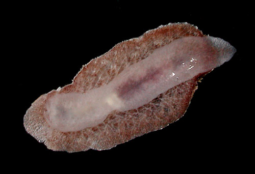 Thordisa albomacula: underside, typical form