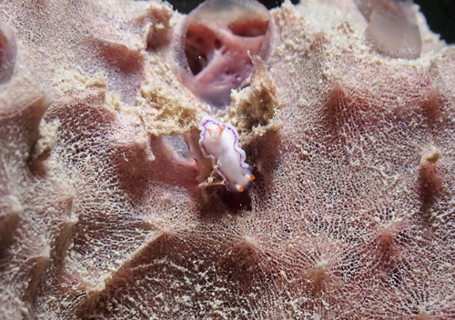 Thorunna daniellae: animal on pink sponge