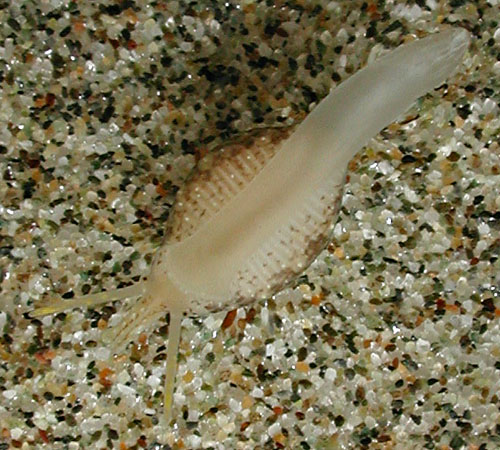 Trivirostra hordacea: underside