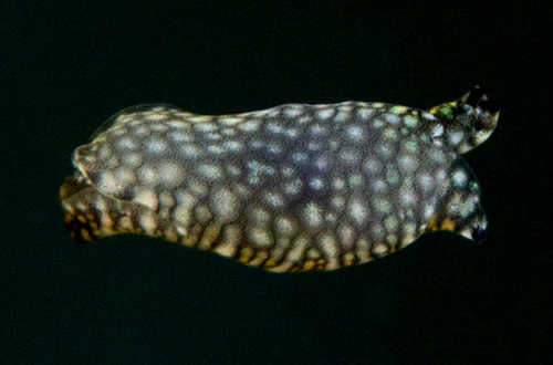 Tubulophilinopsis lineolata: underside