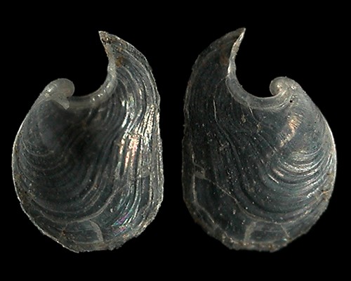 Tubulophilinopsis sp. #1: shell