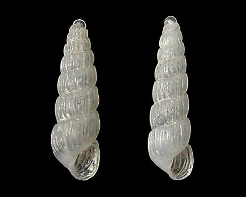 Turbonilla kahoolawensis: shell
