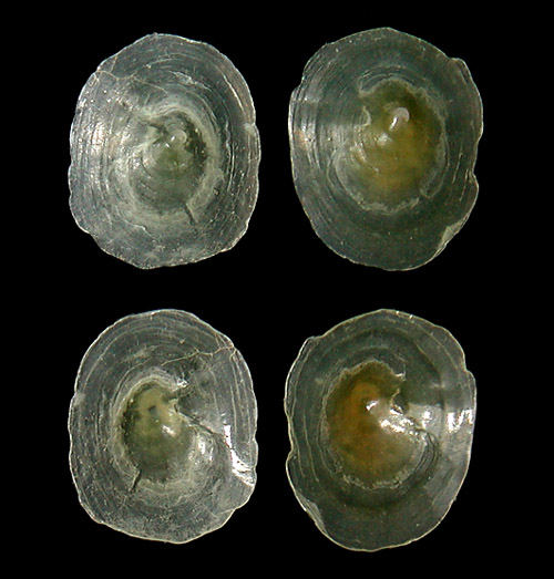 Tylodina sp. #1: shell