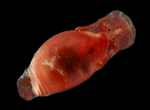 Vellicola muscarius: red, young, 2.2 mm