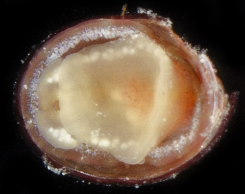 Williamia radiata: underside, deep