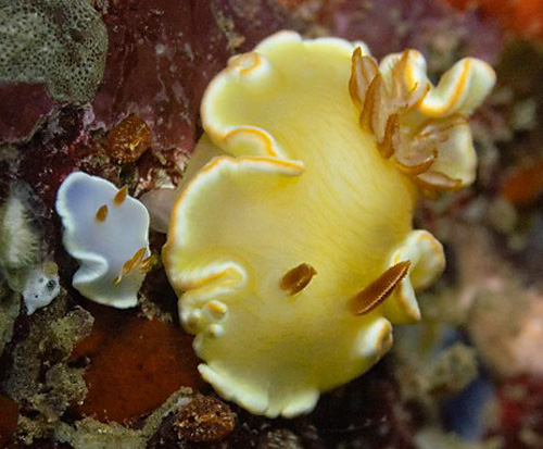 Ardeadoris angustolutea: asymmetrical mating