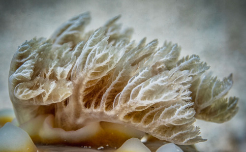 Asteronotus cespitosus: gills