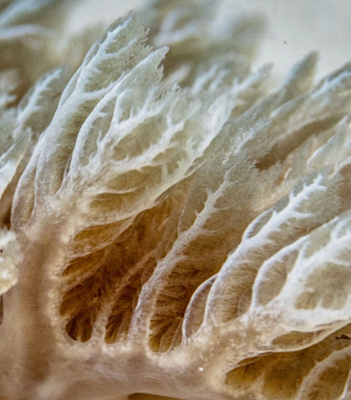 Asteronotus cespitosus: gills, detail