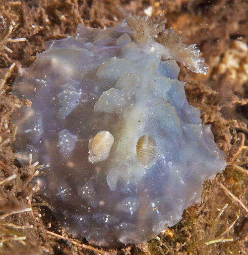 Asteronotus cespitosus: young