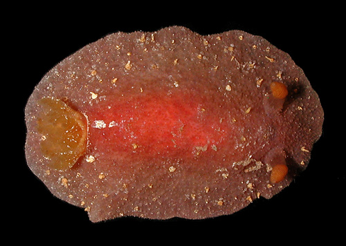 Avaldesia albomacula