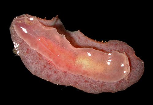 Avaldesia albomacula: underside, typical form