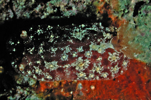 Avaldesia tamatoa