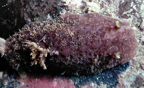 Avaldesia tamatoa: dark