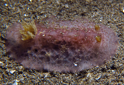 Avaldesia tamatoa: few papillae