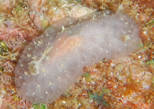 Avaldesia tamatoa: pale, few papillae, less white