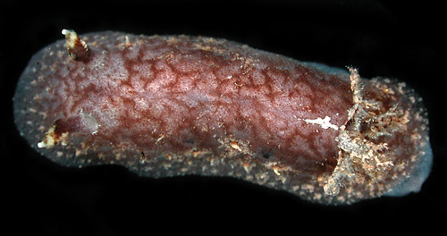 Avaldesia tamatoa: reduced pitting