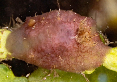 Avaldesia tamatoa: reduced pitting, field