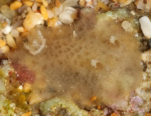 Avaldesia tamatoa: about 6 mm, cream