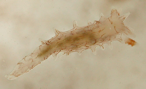 Bermudella pellucida: underside