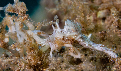 Bermudella pellucida: with egg masses