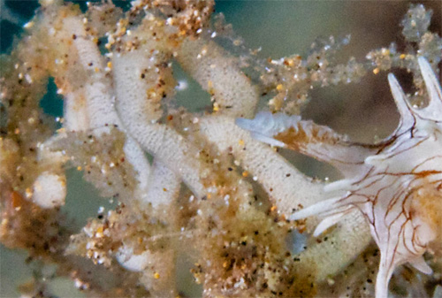 Bermudella pellucida: with egg masses, detail