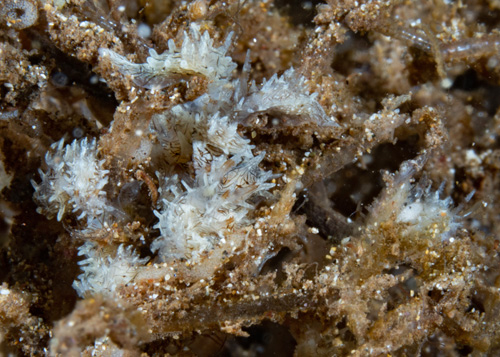 Bermudella pellucida: feeding cluster