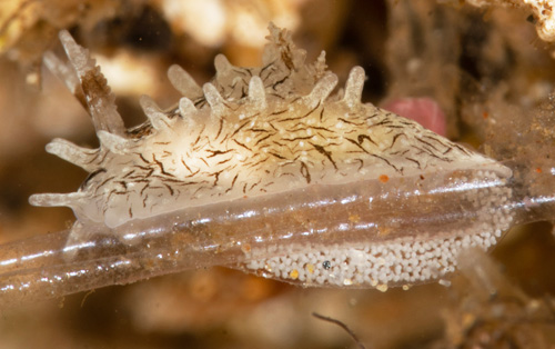 Bermudella pellucida: laying eggs