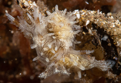 Bermudella pellucida: mating