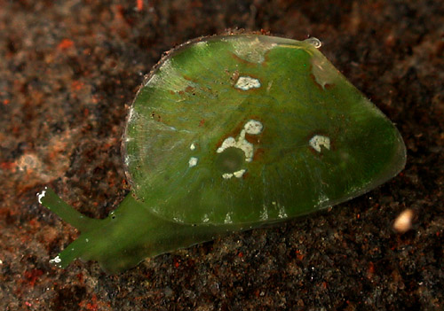 Berthelinia pseudochloris