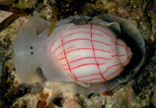 Bullina lineata