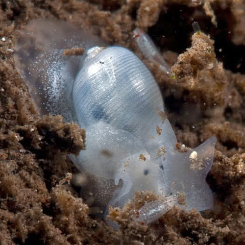 Bullina lineata: no obvious brown