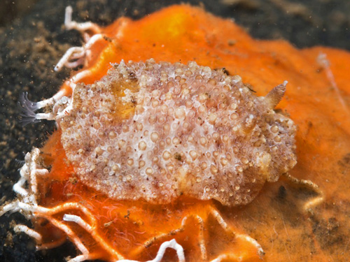 Carminodoris bifurcata: feeding