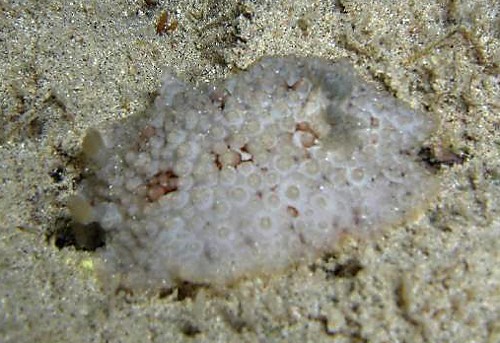 Carminodoris grandiflora: paler
