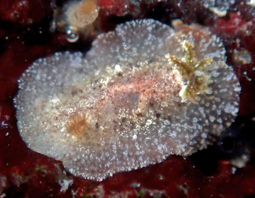 Carminodoris sp. #22