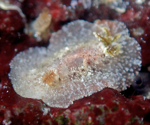 Carminodoris sp. #22: 2nd view
