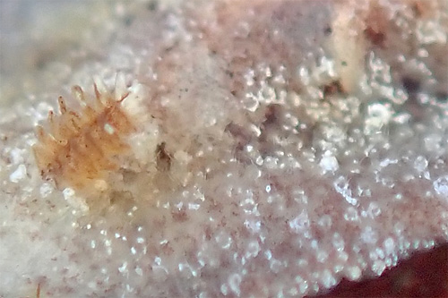 Carminodoris sp. #22: rhinophore