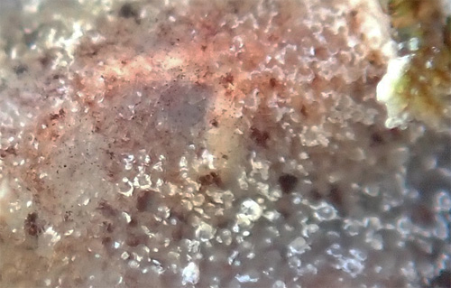 Carminodoris sp. #22: tubercles