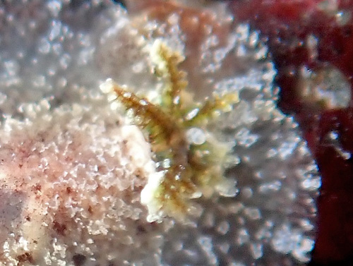 Carminodoris sp. #22: branchia