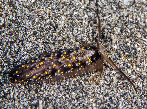 Cerberilla albopunctata: top